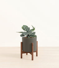 Load image into Gallery viewer, Dark Olive stand:walnut
