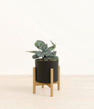 Load image into Gallery viewer, Black stand:bamboo
