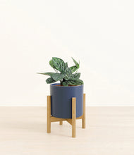 Load image into Gallery viewer, Deep Navy stand:light
