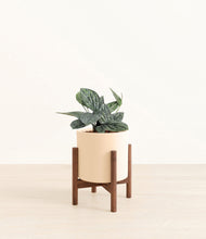 Load image into Gallery viewer, Cream stand:walnut
