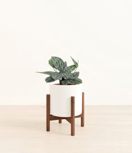 Load image into Gallery viewer, White stand:walnut
