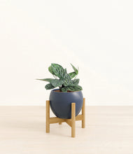 Load image into Gallery viewer, Deep Navy stand:light
