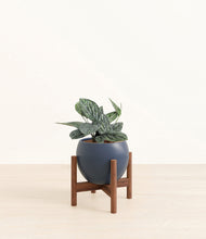 Load image into Gallery viewer, Deep Navy stand:walnut
