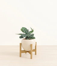 Load image into Gallery viewer, Shiny EggWhite stand:light
