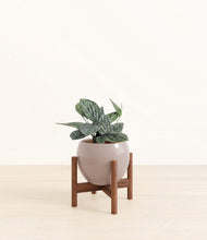 Load image into Gallery viewer, Winter Clouds stand:walnut
