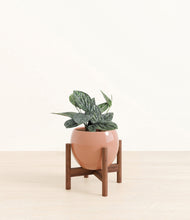 Load image into Gallery viewer, Calm Rose stand:walnut
