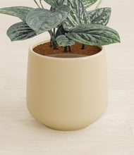 Load image into Gallery viewer, Almond Green stand:all
