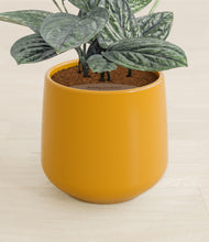 Load image into Gallery viewer, Mustard stand:all
