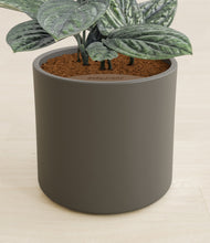 Load image into Gallery viewer, Dark Olive stand:all

