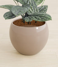 Load image into Gallery viewer, Desert Brown stand:all
