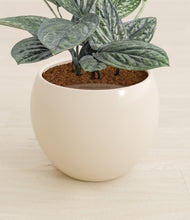 Load image into Gallery viewer, Shiny EggWhite stand:all
