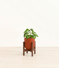 Load image into Gallery viewer, Earth Red stand:walnut
