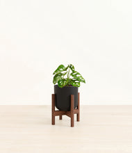 Load image into Gallery viewer, Stone Black stand:walnut
