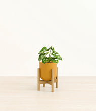 Load image into Gallery viewer, Sunset Orange stand:bamboo
