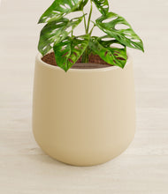 Load image into Gallery viewer, Almond Green stand:all
