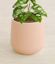 Load image into Gallery viewer, Gentle Pink stand:all

