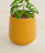 Load image into Gallery viewer, Mustard stand:all
