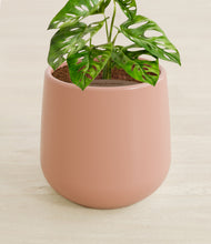 Load image into Gallery viewer, Calm Rose stand:all
