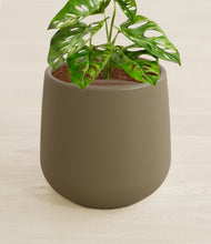 Load image into Gallery viewer, Olive stand:all
