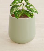 Load image into Gallery viewer, Turquoise stand:all
