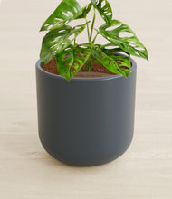 Load image into Gallery viewer, Iron Gray stand:all
