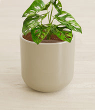 Load image into Gallery viewer, Sage Green stand:all
