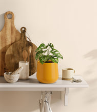 Load image into Gallery viewer, Mustard
