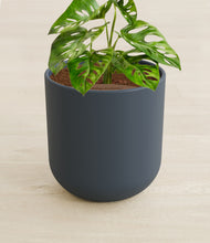 Load image into Gallery viewer, Iron Gray stand:all
