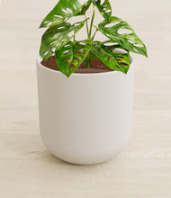 Load image into Gallery viewer, Natural Bamboo stand:all
