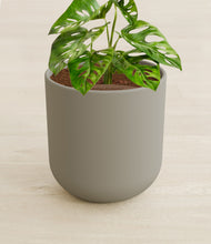 Load image into Gallery viewer, Sage Green stand:all
