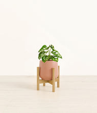 Load image into Gallery viewer, Calm Rose stand:bamboo
