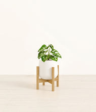 Load image into Gallery viewer, White stand:bamboo
