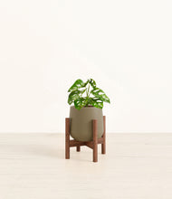 Load image into Gallery viewer, Olive stand:walnut
