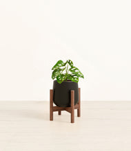 Load image into Gallery viewer, Black stand:walnut
