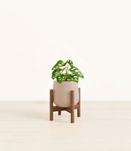 Load image into Gallery viewer, Eternal Gray stand:walnut
