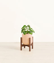 Load image into Gallery viewer, Gentle Pink stand:walnut

