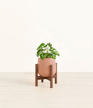 Load image into Gallery viewer, Calm Rose stand:walnut
