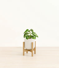 Load image into Gallery viewer, Cotton White stand:bamboo
