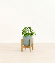Load image into Gallery viewer, Reactive Aqua stand:bamboo
