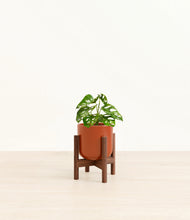 Load image into Gallery viewer, Glossy Red stand:walnut
