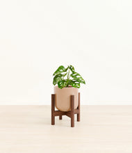 Load image into Gallery viewer, Glossy Pink stand:walnut

