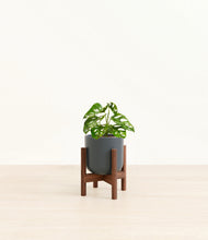 Load image into Gallery viewer, Iron Gray stand:walnut
