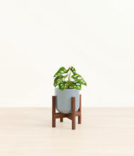 Load image into Gallery viewer, Misty Blue stand:walnut
