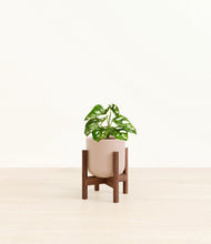 Load image into Gallery viewer, Sandy Pink stand:walnut
