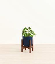Load image into Gallery viewer, Twilight Blue stand:walnut
