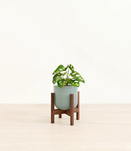 Load image into Gallery viewer, Reactive Aqua stand:walnut
