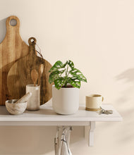 Load image into Gallery viewer, Natural Bamboo
