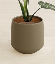 Load image into Gallery viewer, Olive stand:all
