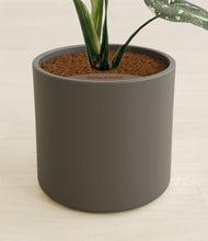 Load image into Gallery viewer, Dark Olive stand:all
