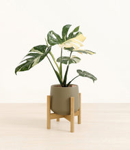 Load image into Gallery viewer, Olive stand:bamboo
